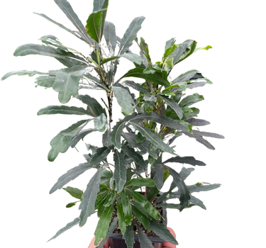 Aralia 'Green'