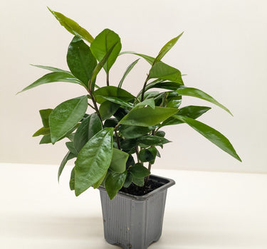 Ardisia 'Red'