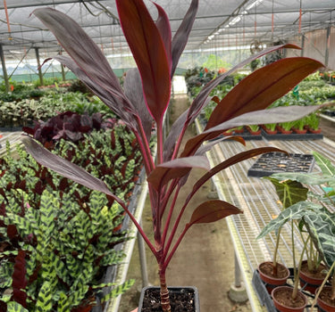 Cordyline 'Calypso Queen'