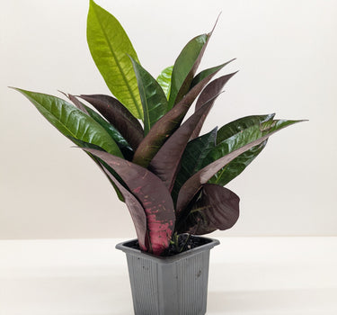 Croton 'Iceton'