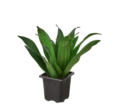 Dracaena 'Janet Craig'