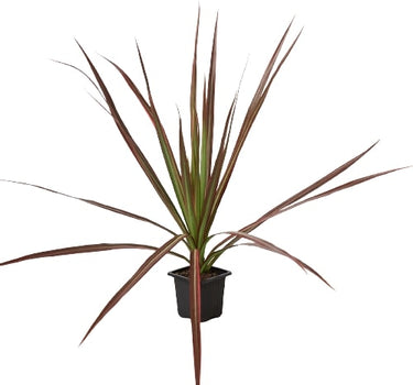 Dracaena 'Colorama'