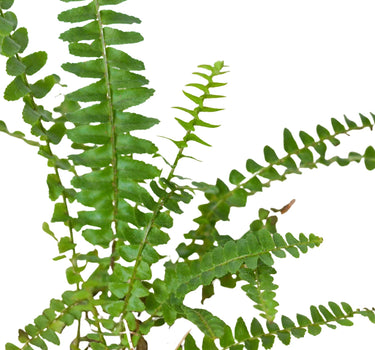 Jester's Crown Fern
