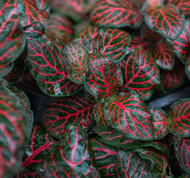Fittonia 'Red'