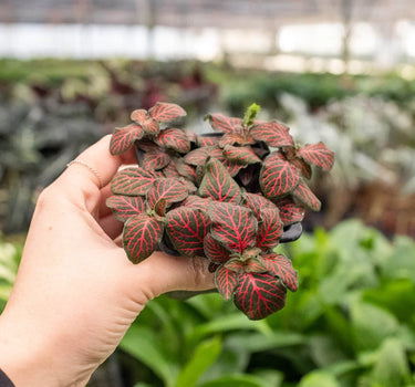 Fittonia 'Red'