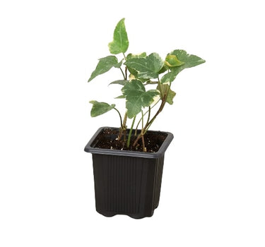 English Ivy 'Glacier'