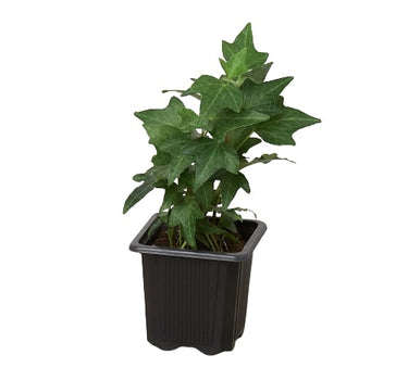 English Ivy Green California