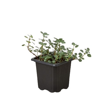 Nettle 'Silver Sparkle'