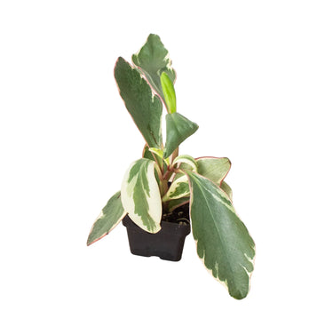 Peperomia 'Ginny'