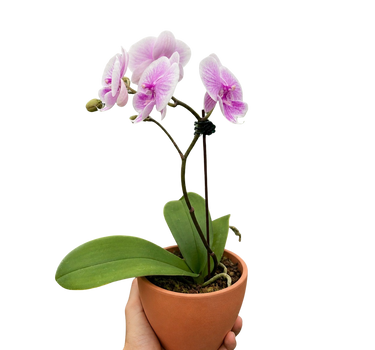 Orchid 'Light Pink Phalaenopsis'