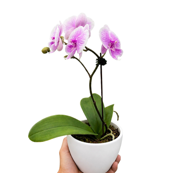Orchid 'Light Pink Phalaenopsis'
