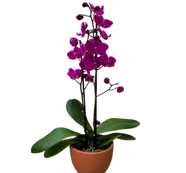 Orchid 'Purple Phalaenopsis'
