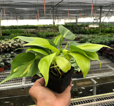 Philodendron 'Brasil'