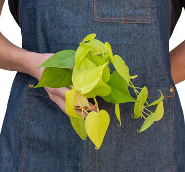 Philodendron 'Neon'