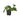 Philodendron 'Velvet'