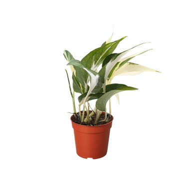 Pothos 'Mutant Manjula'