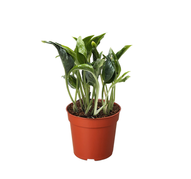 Pothos 'Shangri La'