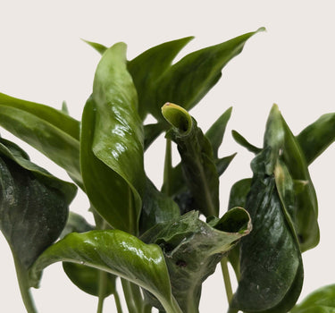 Pothos 'Shangri La'