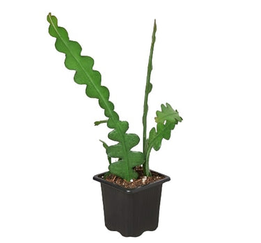 Epiphyllum 'Ric Rac' Cactus