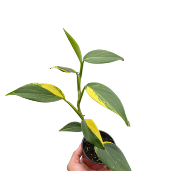 Scindapsus 'Coriaceus'