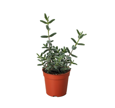 Delosperma echinatum 'Pickle Plant'