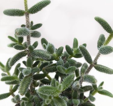 Delosperma echinatum 'Pickle Plant'