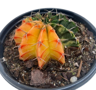 Succulent Cactus Color Ball