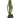 Drooping Prickly Pear Cactus