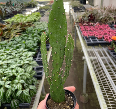 Drooping Prickly Pear Cactus