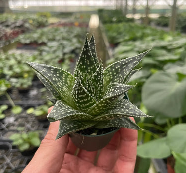 Succulent Gasteria Durban