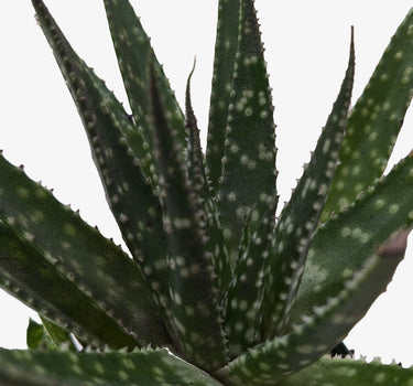 Succulent Haworthia Limifolia