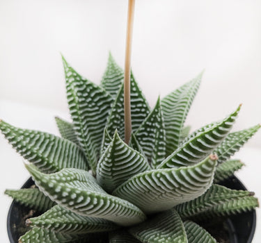 Succulent Haworthia Miami
