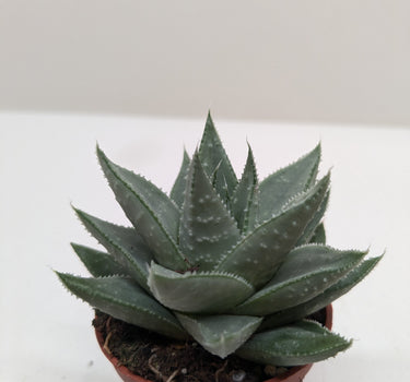 Succulent Haworthia Savanna