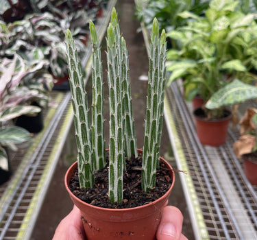 Senecio Stapeliiformis Pickle Plant