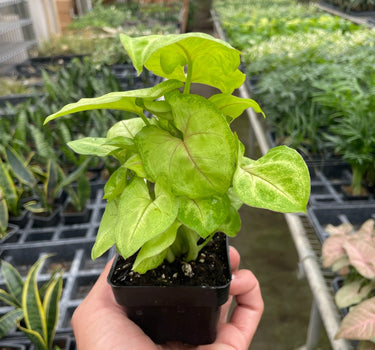 Syngonium Gold