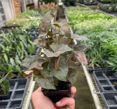 Syngonium Merry