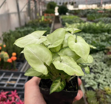 Syngonium 'Moonshine'