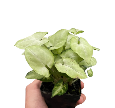 Syngonium 'Moonshine'
