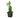 Zamioculcas Zamiifolia ZZ