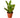 Croton 'Gold Dust' - 4" Pot - NURSERY POT ONLY