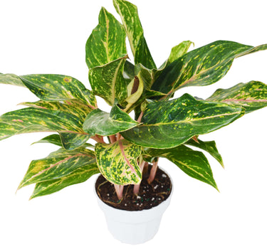 Chinese Evergreen 'Sparkling Sarah' - 6" Pot