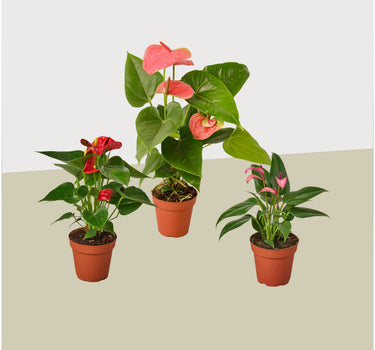 3 Anthurium Variety Pack- All Different Colors - 4" Pots