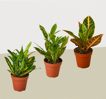 3 Croton Variety Pack / 4" Pot / Live Plant / House Plant