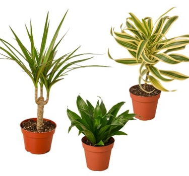 3 Different Dracaenas Variety Pack - 4" Pot