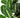 Maranta 'Lemon Lime' - 4" Pot - NURSERY POT ONLY
