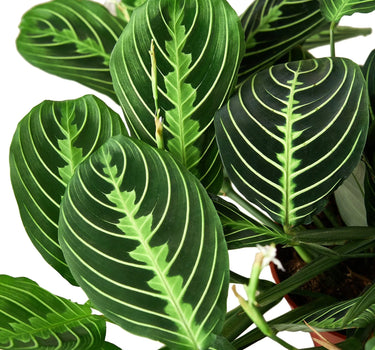 Maranta 'Lemon Lime'