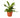 Staghorn Fern - 4" Pot - NURSERY POT ONLY