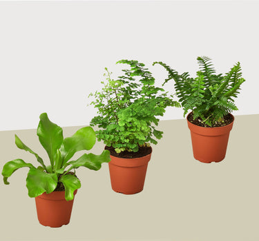 3 Fern Variety Pack - Live Plants - 4" Pot - House Plant