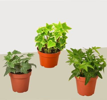 3 Different English Ivy Plants - 4" Pot - Live House Plant