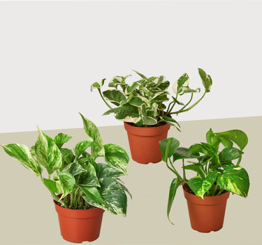 3 Pothos Variety Pack / 4" Pot / Live Plant / Home and Garden Plants